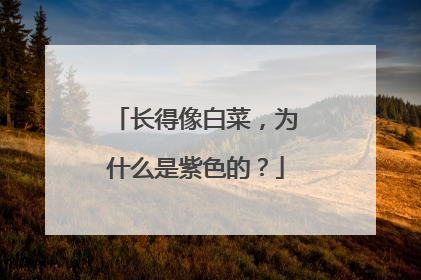 长得像白菜,为什么是紫色的?
