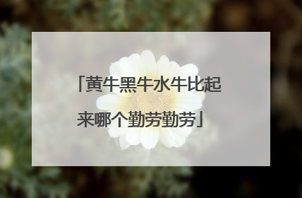 黄牛黑牛水牛比起来哪个勤劳勤劳