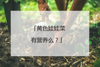 黄色娃娃菜有营养么?