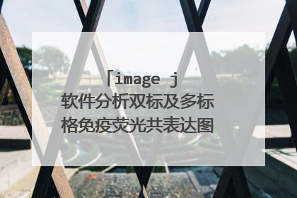 image j 软件分析双标及多标格免疫荧光共表达图怎么是黑白的呢
